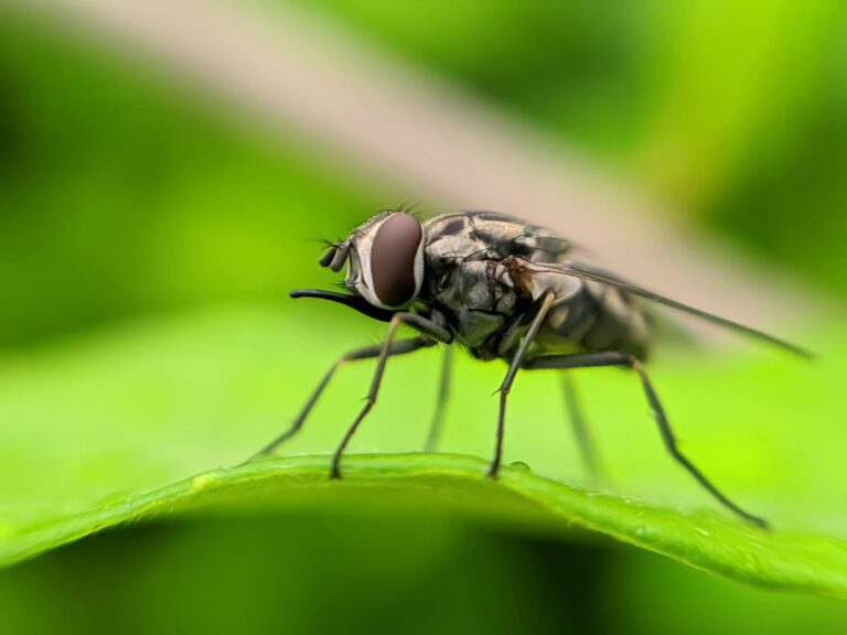Familie spielt entspannt Darts Outdoor mit wetterfester Dartscheibe im Garten